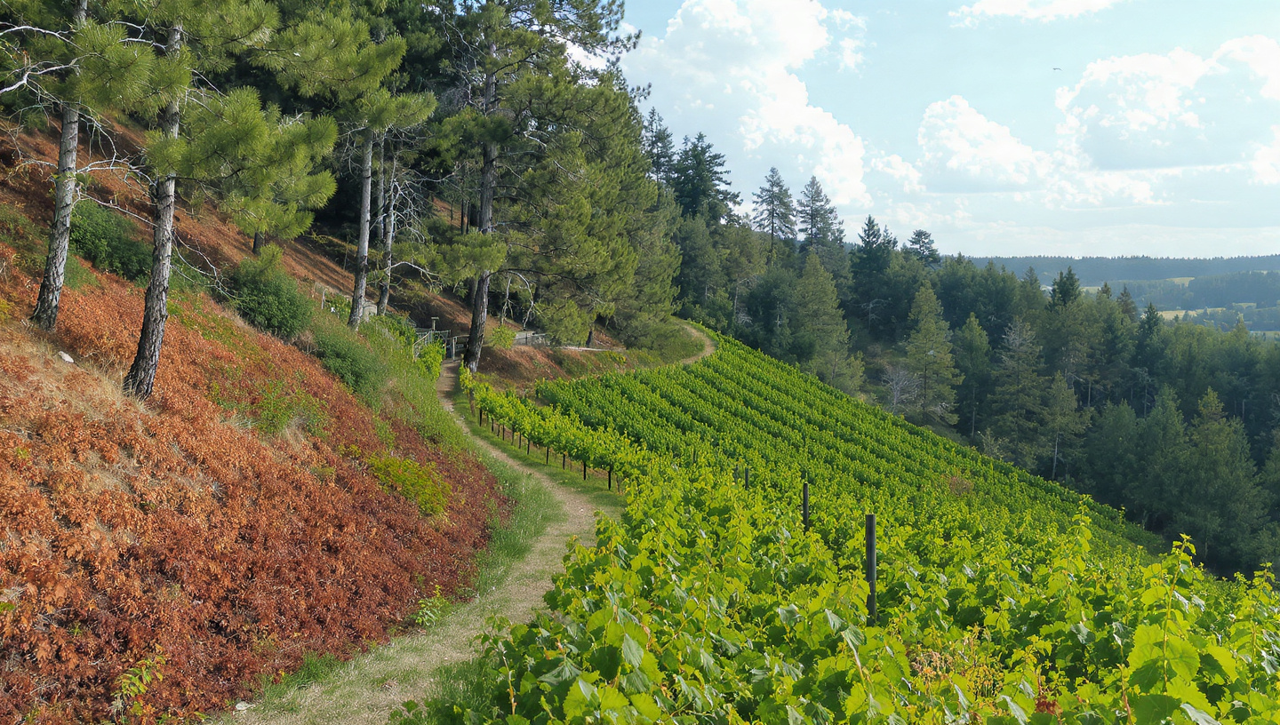 Open-air vineyard landscape used to illustrate FLOW For Lovers of Wine in Wrocław